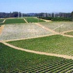 furrow