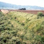 grassed