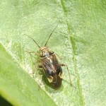 TarnishBug