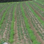 CoverFurrow